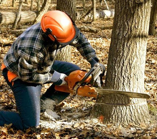 Tree Removal in Rockland, MI